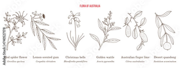 Obraz Flora of Australia, collection on native australian plants