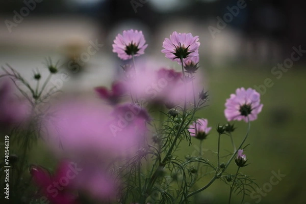 Fototapeta Cosmos deep pink flowers bloom in garden close up zoom in blur background