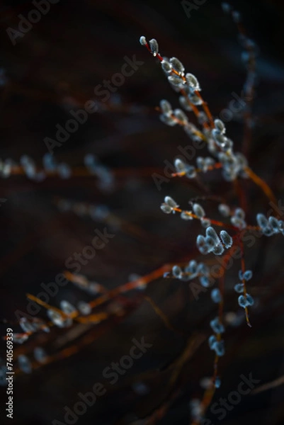 Obraz catkins