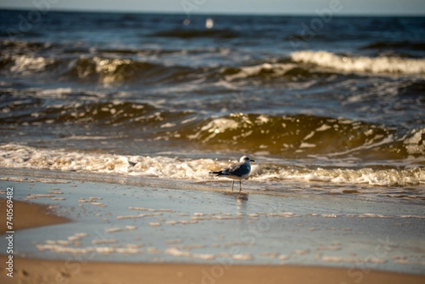 Obraz seagulls on the beach