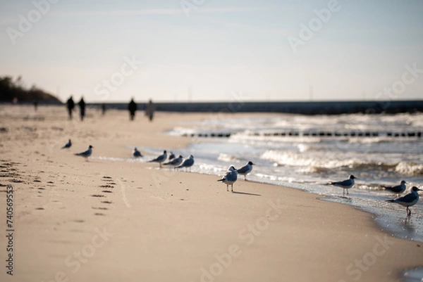 Obraz seagulls on the beach