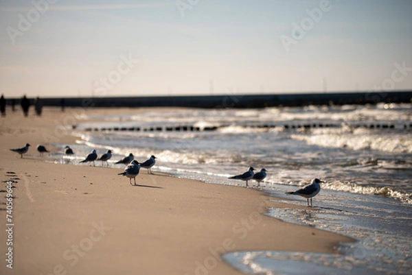 Obraz seagulls on the beach