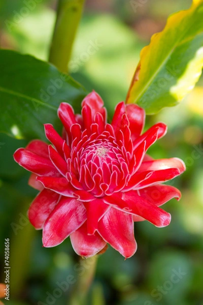 Obraz Red flower Torch ginger