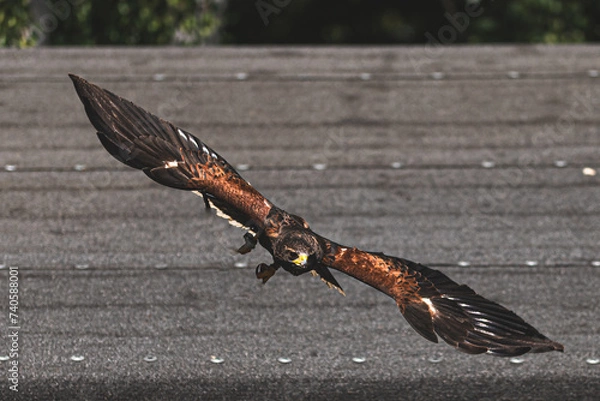 Obraz eagle in flight