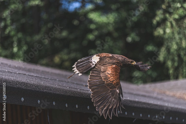 Obraz eagle in flight