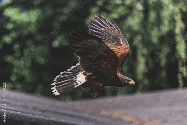 Obraz eagle in flight