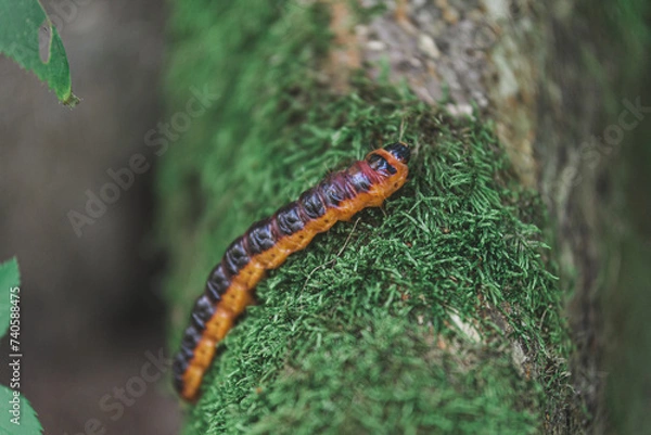 Obraz caterpillar on a leaf