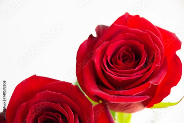 Fototapeta 赤いばら