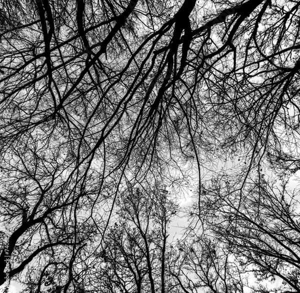 Fototapeta Black Leafless Winter Trees. View From Below in to the Leafless Tree Crowns. No People. Black Trees From Worm's Eye View.