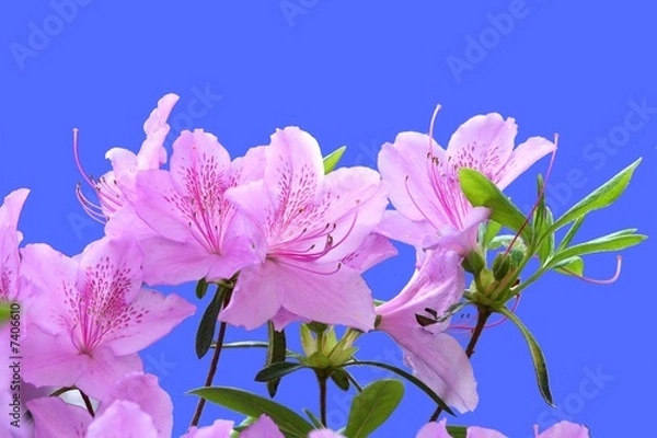 Obraz Pink Rhododendron