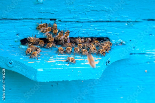 Obraz Swarming bees at the entrance of blue beehive in apiary..