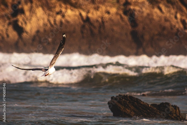 Obraz A sunset glow over the ocean with a gull in flight
