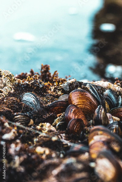 Obraz Muscles on a rock face