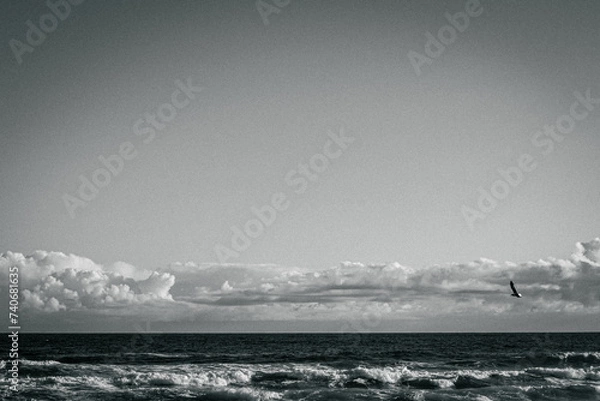 Obraz A gull soars over the ocean