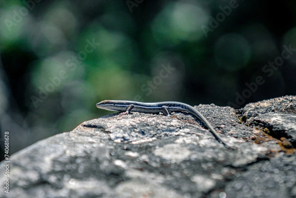 Obraz Striped skink on a rock