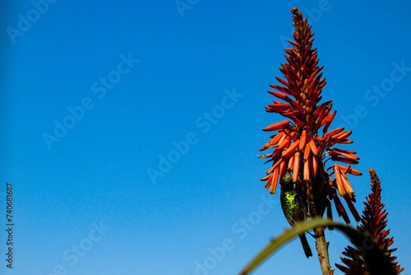 Obraz Sunbird Seeking Nectar
