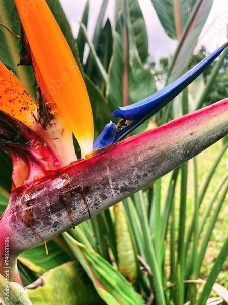 Obraz A bee drinking nectar from a strelitzia flower