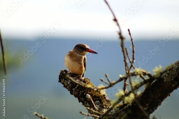 Obraz Brown-hooded kingfisher perched on a tree