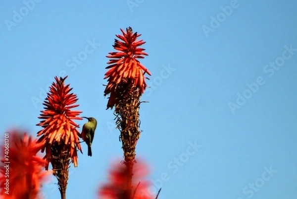Obraz Orange-Breasted Sunbird on a Candelabra Aloe