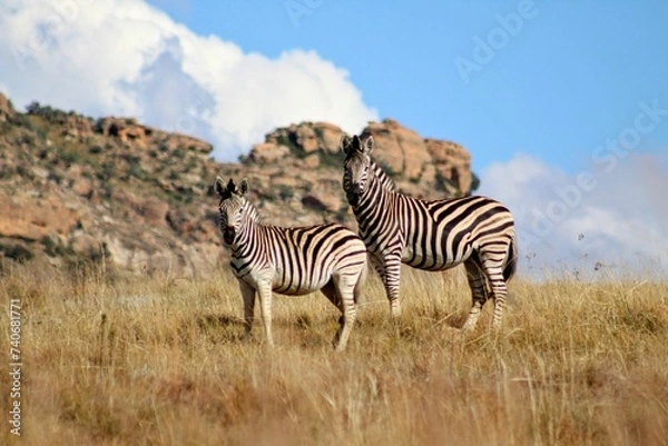 Obraz Zebras in the savannah