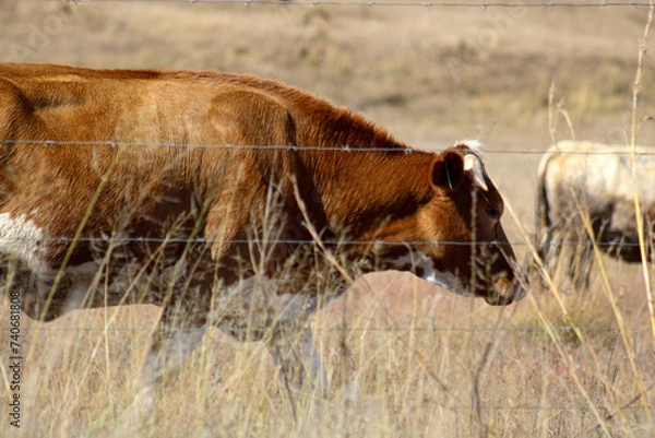 Obraz A Bull and his Herd