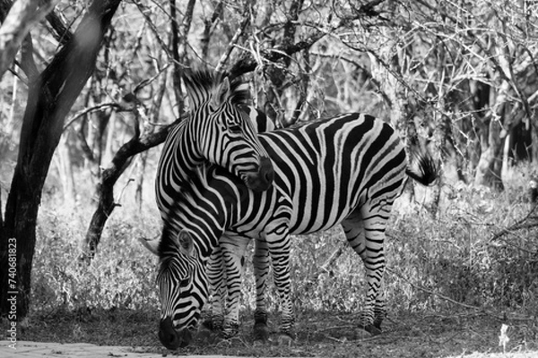 Obraz zebras in the wild