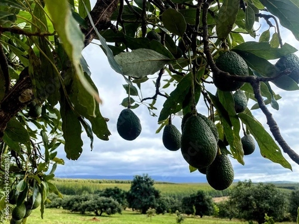 Obraz Avocado Tree
