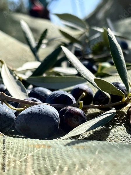 Obraz Harvesting olives 
