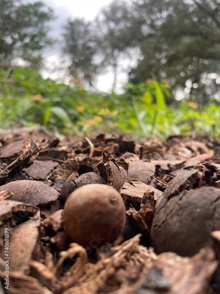 Obraz Nuts for Macadamia