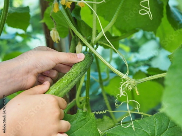 Fototapeta Child is hands picking fresh organic cucumbers while picking vegetables in the home garden. Healthy homemade vegetarian food for kids. Summer vacation in the country.