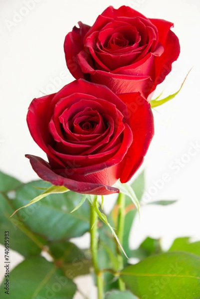 Fototapeta 赤いばら