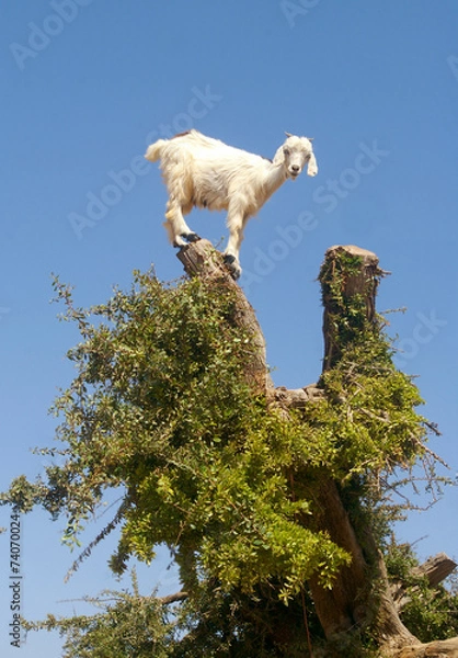 Obraz 2015 - goat years