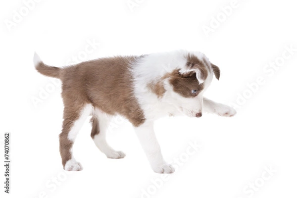 Fototapeta Border Collie puppy dog in front of a white background