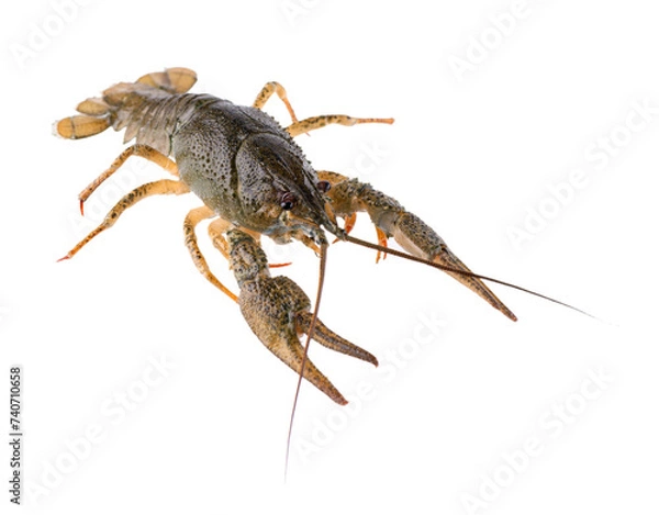 Fototapeta Live crayfish isolated on white background. Clipping path.