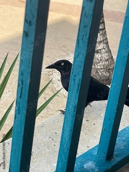 Obraz black and white ducks