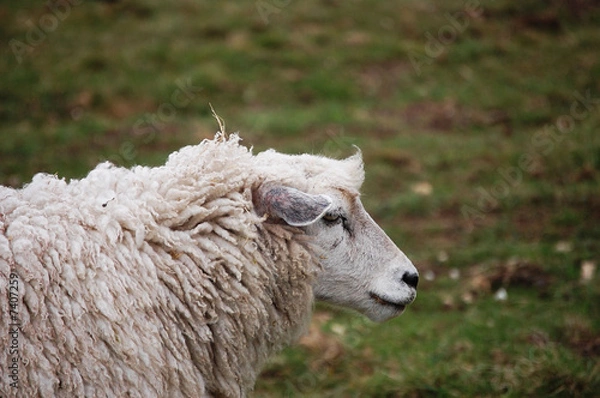Obraz sheep profile