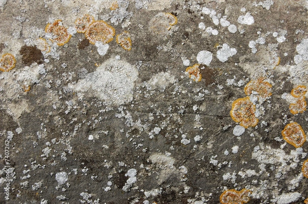 Obraz stone and lichen texture