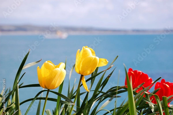Obraz tulips before the sea