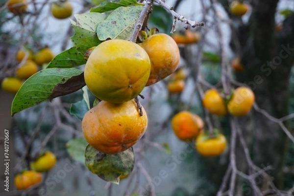 Obraz もうすぐ収穫の甘柿