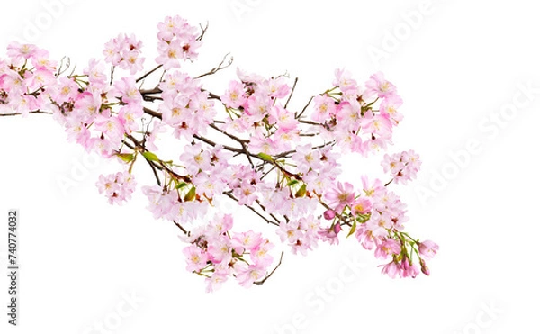 Obraz Fresh bright pink cherry blossom flowers on a tree branch in spring, sakura springtime season, isolated against a transparent background.	