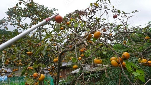 Obraz 秋の楽しみ柿の収穫　ワイド