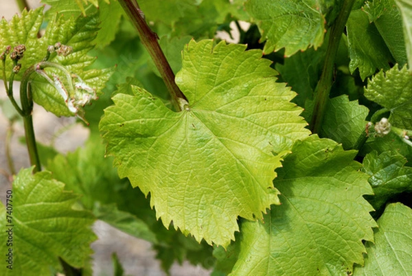 Obraz Vignes au printemps