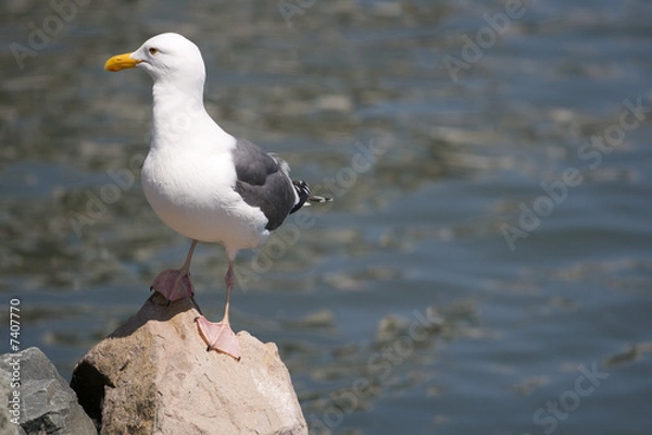 Obraz Seagull On Rock