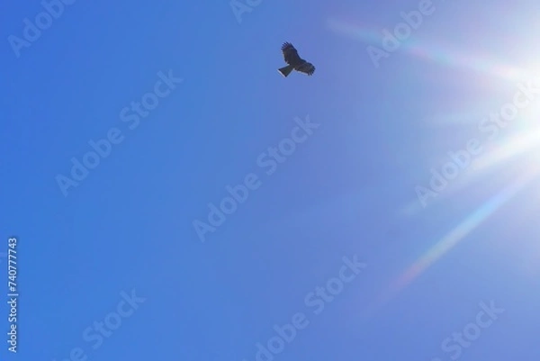 Obraz 太陽光に向かう鳶