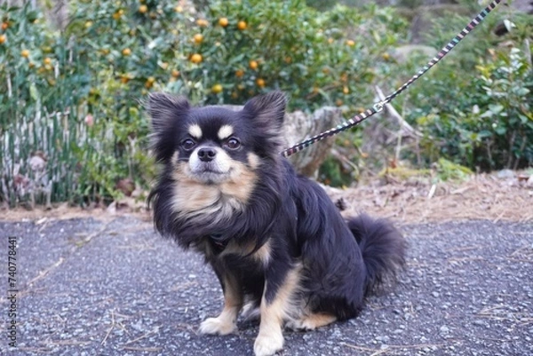 Obraz お散歩の途中で休憩するチワワ