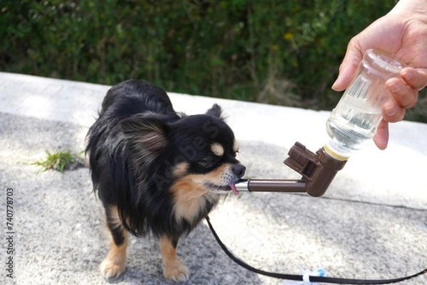 Obraz 犬の散歩　給水タイム