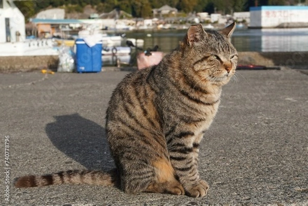 Obraz 猫背になって座る漁港の地域猫