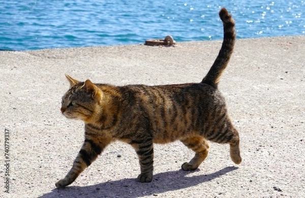 Obraz 堂々と漁港を歩く地域猫