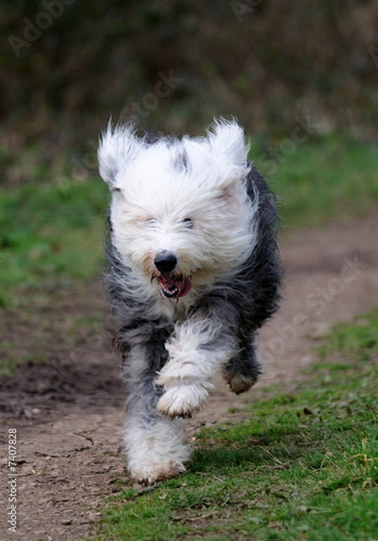 Obraz Old English Sheep Dog