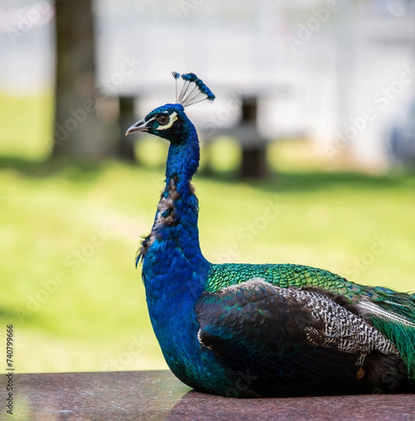 Obraz peacock
